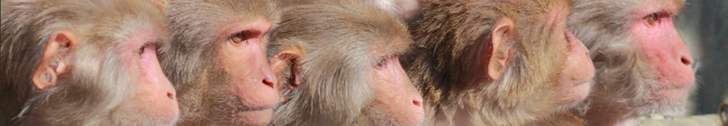 Rhesus macaques at CNPRC. Image credit Kathy West, 2013